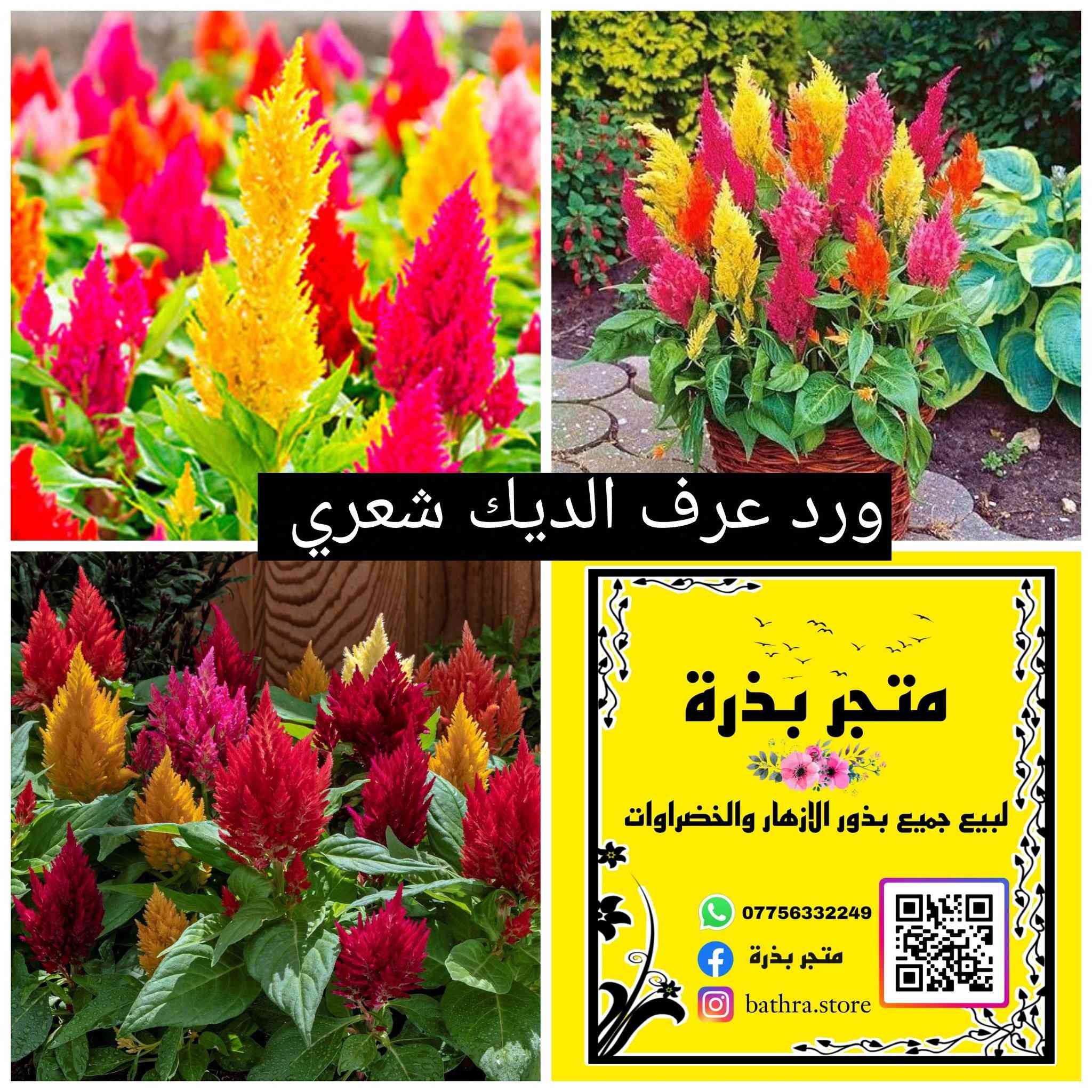 السلام عليكم ✋
متوفر مغلفات بذور منها موسمية ودائمية البذور تاريخ انتاجها ٢٠٢٥-٢٠٢٤ وتاريخ انتهاء ٢٠٢٨-٢٠٢٧ 

🌱🌱متاح ايضا بذور خضراوات🌱🌱

♦سعر المغلف المفرد ١٥٠٠ دينار ♦

✅ العروض المتاحة✅

1- سعر ١٢ مغلف ب ٢٠ الف مع التوصيل 

2- سعر ١٥ مغلف ب ٢٥ الف مع التوصيل 

3- سعر ٢٠ مغلف ب ٣٠ الف  مع التوصيل 

توصيل جميع المحافظات ٥٠٠٠

للتواصل مراسلة الصفحة او التوصل على الواتس اب على الرقم ***********
