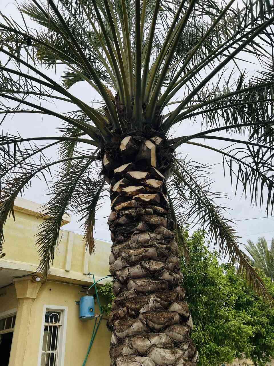 السلام عليكم ورحمة الله وبركاته 
مستمر ان شاء الله بتكريب النخيل اي شخص عندو نخلة تريد تكريب او تنضيف او اي شي بس يتصل 
والي عندو نخلة بيها فسائل يريدن قلع يتصل ويدلل 
للأتصال ***********
