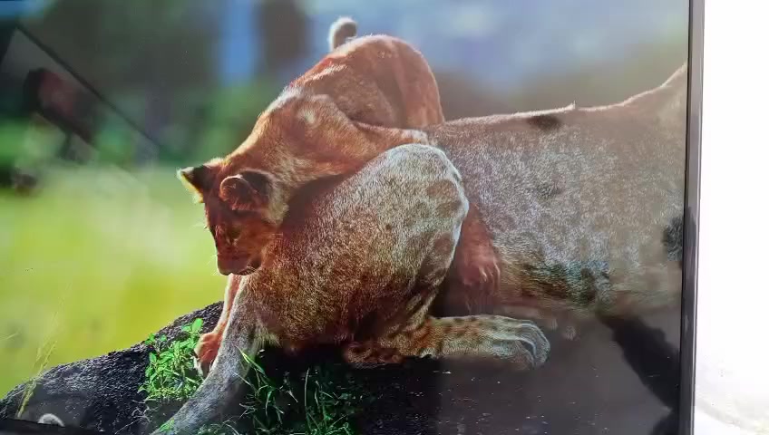 يا الله شاشه وادي حجم 50 4k نضافه 95 بل 100 حته كارتونته موجوده عنوان بغداد شكوك تفاصيل خاص


**إذا كنت صاحب هذا الإعلان وتريد حذفه لأي سبب، رجاءا أرسل رسالة إلى الدعم الفني**