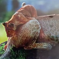 شاشة ٥٠ بوصة • 4K • بغداد شكوك