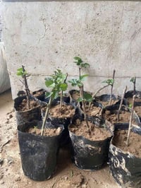 يتوفر شتلات بلاك بيري ( التوت البري) يوجد اللون الاحمر🍓واللون الاسود 🫐...