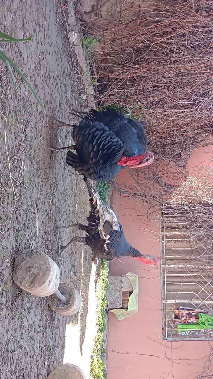 سلام عليكم عدي فسيفسات زوج البيع مستعجله عل بيعتهن سعر 25الف التصال ***********
