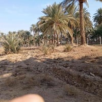 أرض كاع • ٦ دوانم • طوريج مطقته السنيه