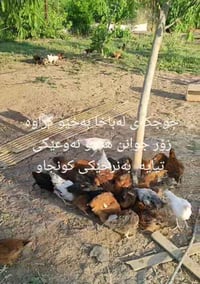 دجاج أم • كتاكيت • السليمانية