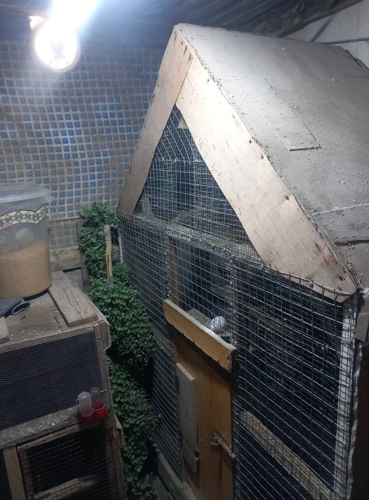 متاح وجبه مال اقفاص مستعمله استعمال قليل  قيم واخذ  المكان كربلاء   حي العامل  هاتف :***********6
