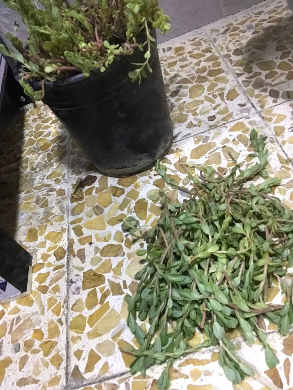 السلام عليكم اخوان ، شباب هذا ورد الصباح ٨ الوان + بربين لونين + بذور ورد ومتسلق تنزرع بشهر العاشر مشكل ، اوزعهن بثواب الأمام الحسين كل علبه بيها كل الألوان للأجر والثواب  ، 
مكاني (بغداد الجديدة ، النعيريه ، قرب معهد الأدريسي ) 
ماعندي خدمة توصيل للأسف القريب عليه يجي وياخذ 
 ***********
