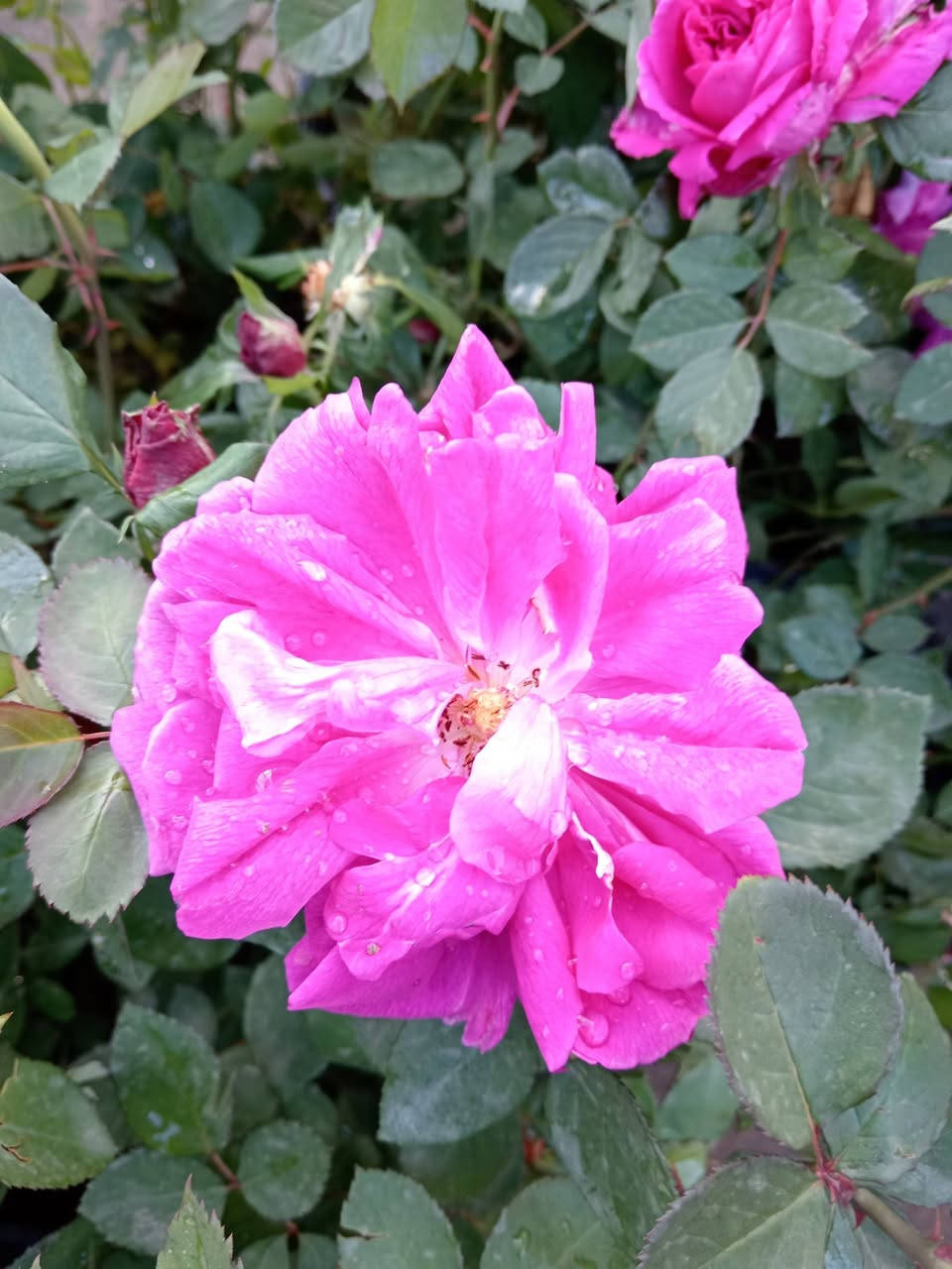 ما شاء الله ♥

متوفر جوري سلطاني عطري 😍 

احجام كبيرة جدا ما شاء الله 

السعر 6.000 الاف فقط 😍

الحجم الصغير سعرة 3.000 الاف فقط 😍

#العنوان_القائم_حصيبة 
شارع ابو رندة القديم شارع صيدلية النبع مقابل قرطاسية ديار الأمل 

الإتصال *********** مشتل ابوبكر
