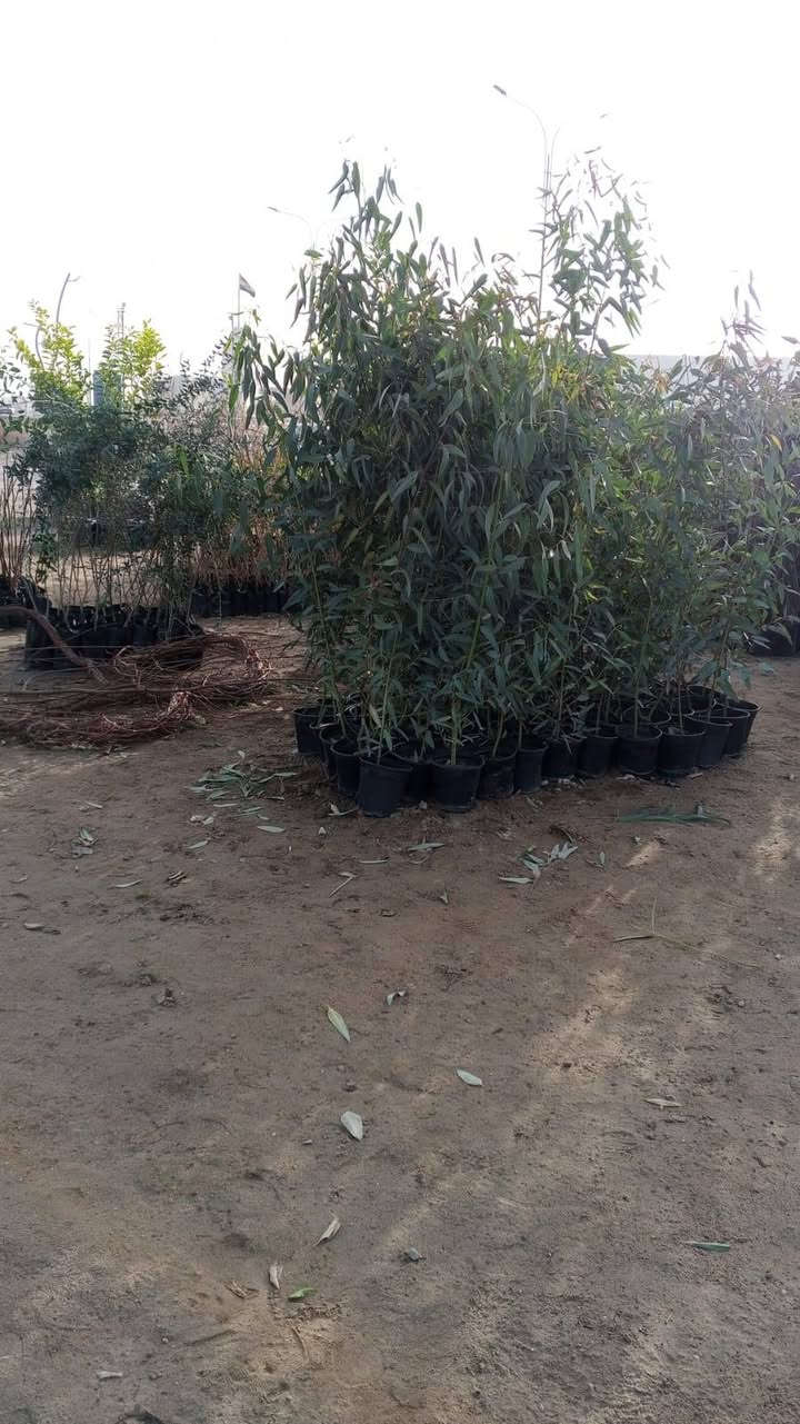 السلام عليكم ورحمة الله وبركاته
مكلف بالنشر
مشتل الزوية يعود من جديد مع بداية الموسم
الزوية قرب مفرق المدينة السياحية
*********** واتساب
***********
