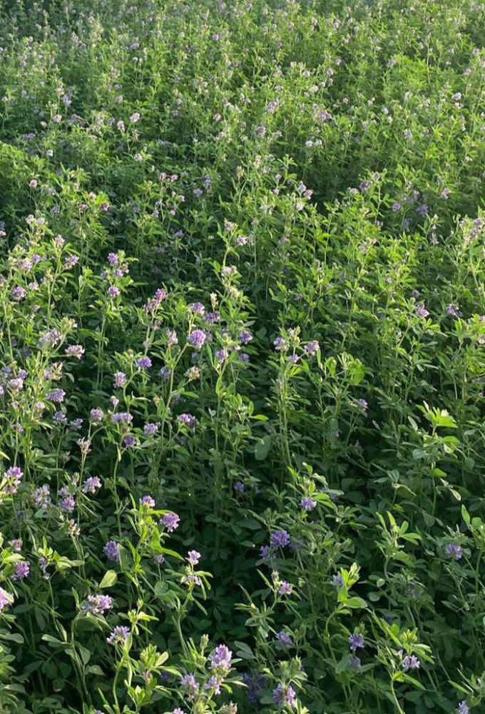 متوفر في مكتب جنائن ذي قار بذور جت عراقي درجة اولى من ناحية النضافة والنوعية السعر خاص متوفر توصيل لكافة المحافظات العراقية للتواصل الاتصال على الرقم *********** او *********** او مراسلتنا ع الخاص
