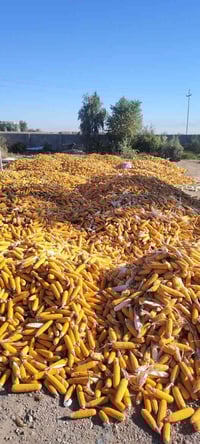 توجد اذره للبيع الكميه خير من الله المكان العلم قرية الوشاش 0771695880...