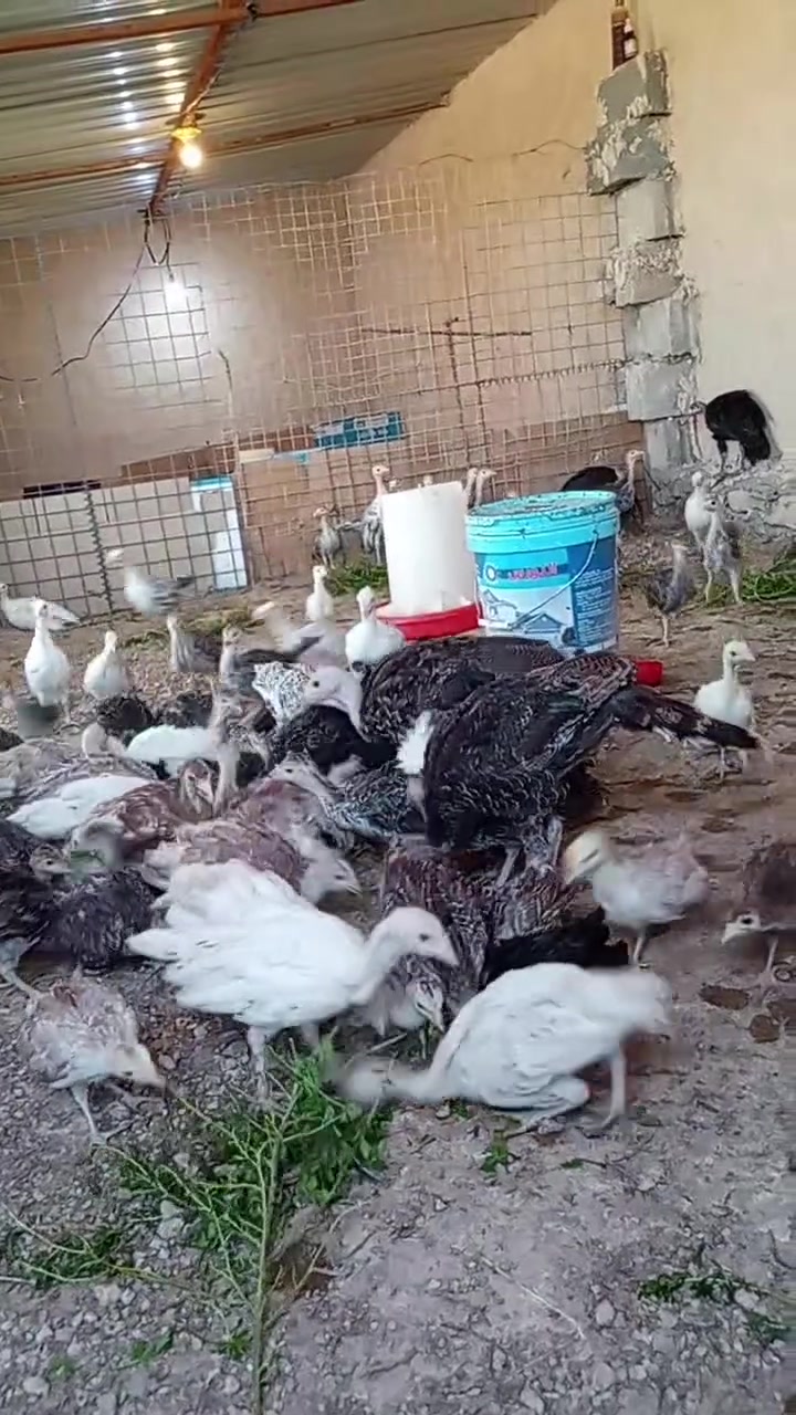 فسيفس العمر شهرين
الزوج 25 الف المكان كبيسه 
اتصل على الرقم ***********
