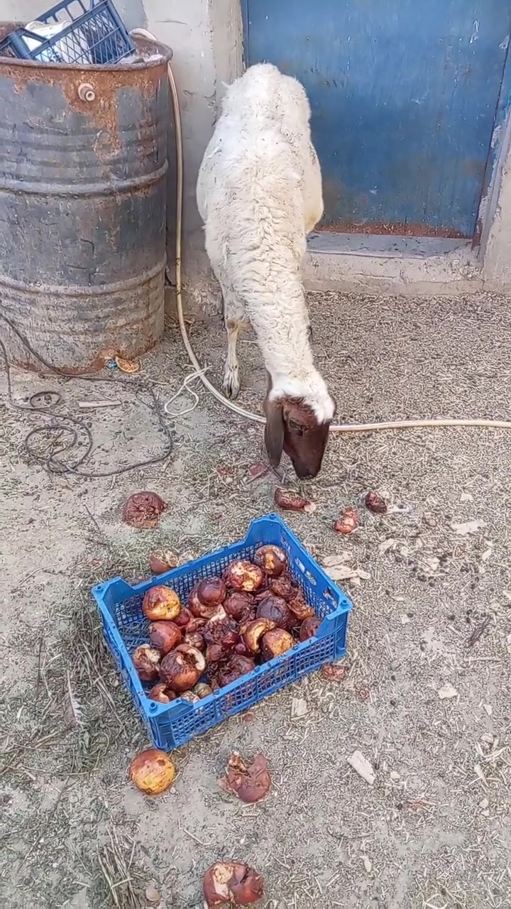طليه سمينه مال ذبح ماشوف بعينه ١٢٥قفل مكان شطره حاوي العباس يم حسينية ال باهض ***********
