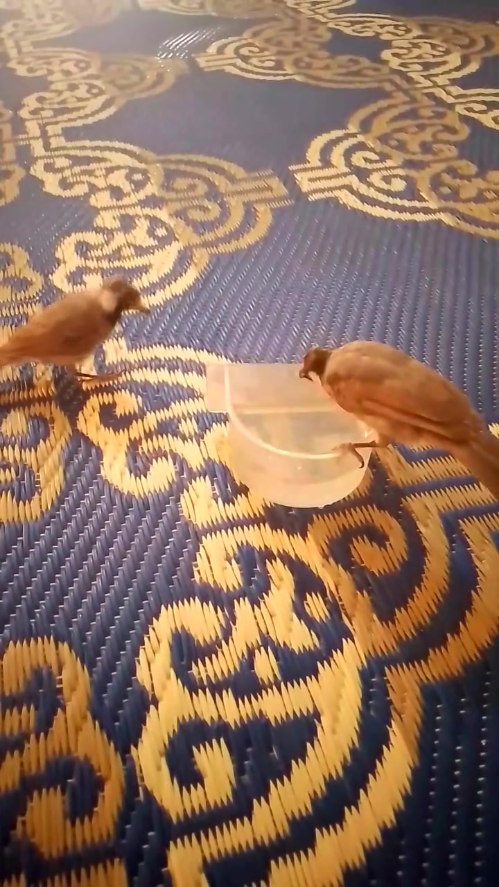 زوج طيره وفحل مثل ما واضحات مخاليف بنات سنت يفيدنه يراسلني خاص مكاني قلعة


**إذا كنت صاحب هذا الإعلان وتريد حذفه لأي سبب، رجاءا أرسل رسالة إلى الدعم الفني**