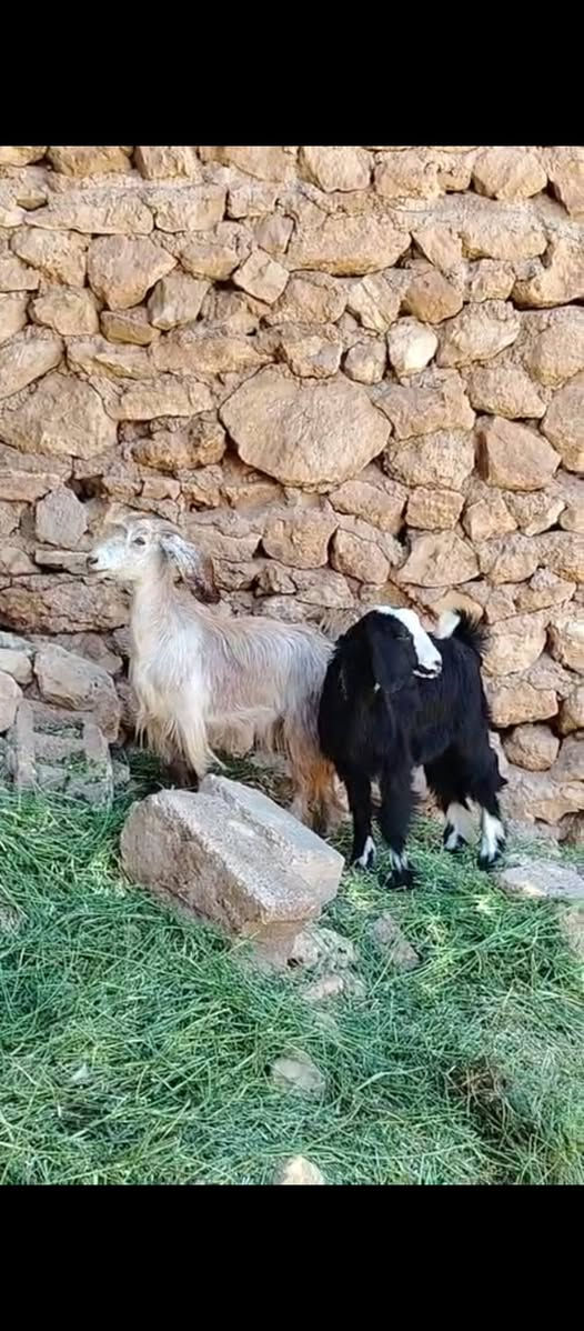 السلام عليكم متاح صخلات ٢ مالات ربط شرط النصاح معالفات سعر الزوج ٣٢٥ قفل العنوان حديثه حقلانيه يوجد توصيل حسب الاتفاق للاستفسار الاتصال على الرقم ***********
