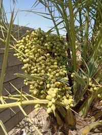 يوجد كادر  تقليم وترتيب نخل  تقليم وترتيب شجر بكل انواعه  تقليم وترتيب...