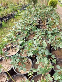 مشتل الجمعيه • نباتات ظلية وخارجية • توصيل بالدجيل