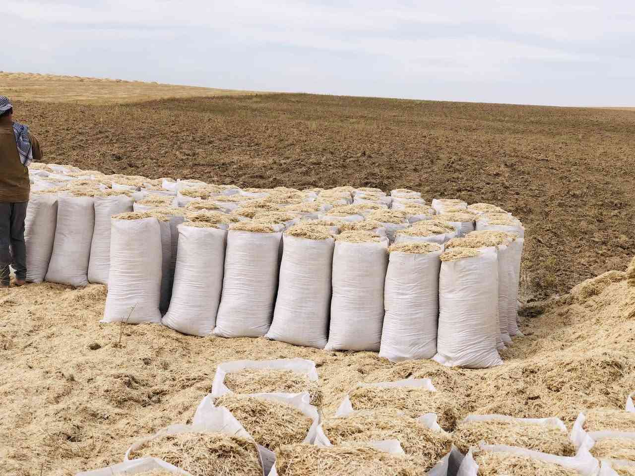 يوجد تبن درجة أولى تبن سنه جديد مال حنطه زوج 2500 توصيل مجاني توصيل شرقاط جدعه قيارة يرجى الاتصال ***********. ***********
