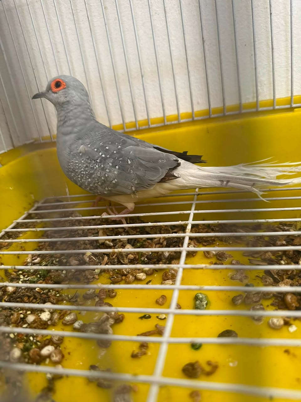 جهاز رياضه دبل ماطور جبلي وزن ١٥٠ بي عطل السعر ١٠٠ وبي مجال ماطور ثلاجه شغال ٢٥ وبي مجال تانكي مي ١٠٠٠ لتر غير مستعمل السعر ٦٠ حمامه ملكيه مع القفص ٧ الف ٤ قفاصه سعر ١٥ الف فرن غازي ٢٥ الف مكان بغداد الجديده موبايل ‭***********‬
