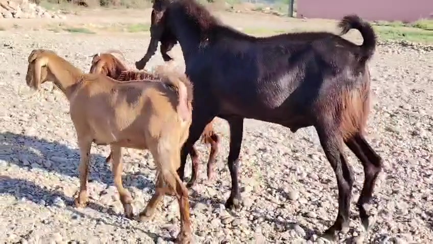 من رخصت الأدمن المحترم
اخوان للبيع فحل افغاني عملاق ماشاء الله شرط النصاحه وشرط الفحوليه علئ كل عيب وين اليدور جنيئ المكان صلاح الدين بيجي للاتصال *********** /***********
