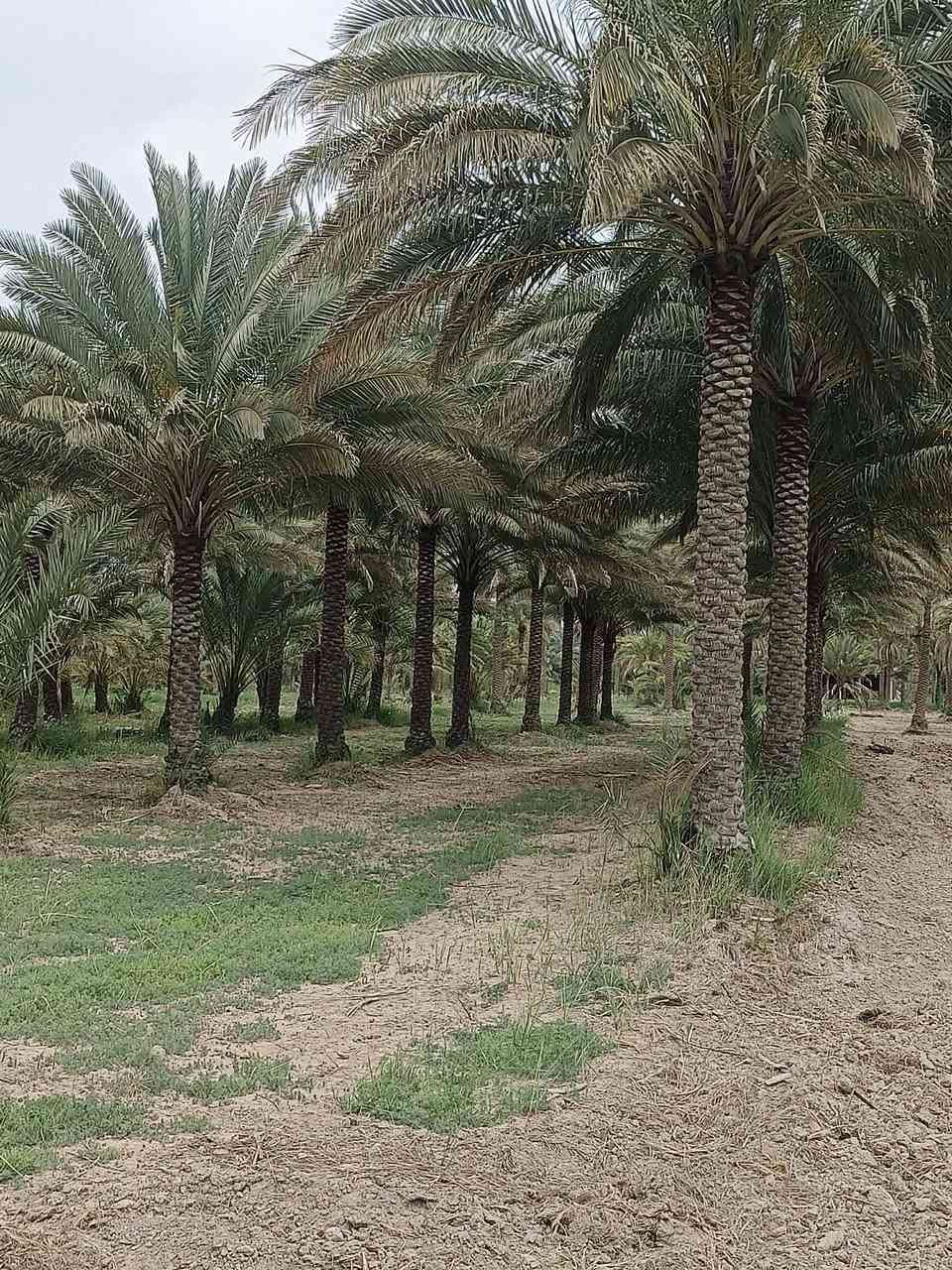 بستان للبيع المساحة 3 ارباع الدونم  الواجهة 20 متر طابو زراعي سند 25 تحويل مباشر بأسم المشتري بيهه نخل انواع
 (زهدي- خستاوي- خضراوي-دگل)
عدد 40 نخلة 🌴🌴🌴
خدمات مي كهرباء شارع تبليط 
السعر 110 مليون وبيهة مجال شوية العنون كربلاء الحسينية

 للأستفسار مراجعة الصفحة


**إذا كنت صاحب هذا الإعلان وتريد حذفه لأي سبب، رجاءا أرسل رسالة إلى الدعم الفني**