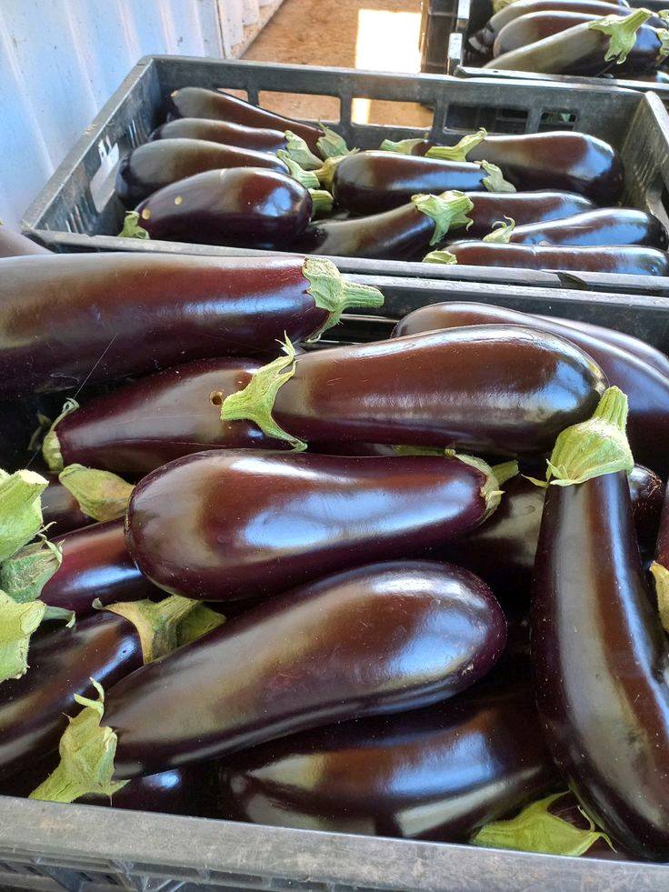🌞 بهذا الحر... ليش تتعب نفسك؟

خلّ مسوكجي النجف ينجز مشاويرك عنك!

🥒 خضار طازجة
🍎 فواكه مختارة
🚗 توصيل سريع إلى باب البيت

وفر وقتك، وابتعد عن زحمة الأسواق وحرّ الشمس.

📩 راسلنا بطلبك، وخلي الراحة علينا.***********

مسوكجي النجف... مشوارك علينا، وراحتك هدفنا. 💚