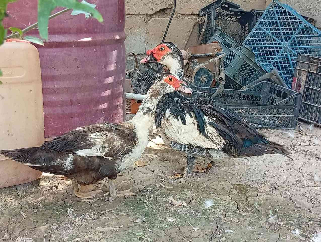 بط مصري نثية وفحل  ثنينهن ب 30 التواصل على الخاص


**إذا كنت صاحب هذا الإعلان وتريد حذفه لأي سبب، رجاءا أرسل رسالة إلى الدعم الفني**