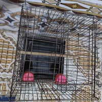 قفص • كاسكو • مكاني زبير