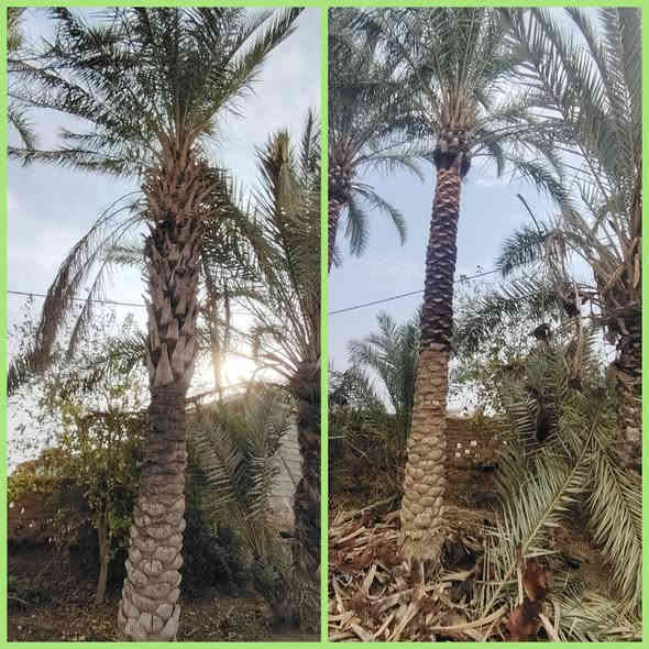 تكريب وتنضيف النخيل 🌴🌴

للأتصال *********** 📞

قبل وبعد التكريب والتنضيف 👇👇
