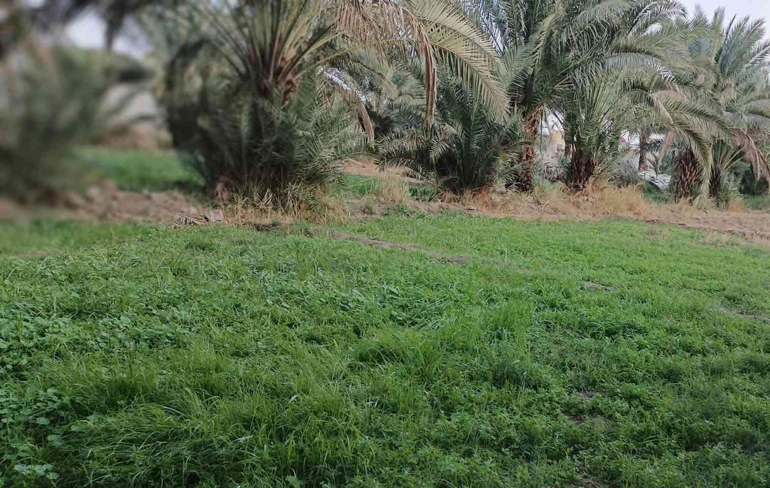 السلام عليكم بستان دونم للبيع طابو سند ٢٥ متوفر جميع الخدمات ماء كهرباء تبليط انترنت
العنوان:لشوملي_قرب  ساحه الطف 

للاستفسار :***********
