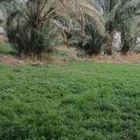 لشوملي • بستان دونم • طابو سند ٢٥