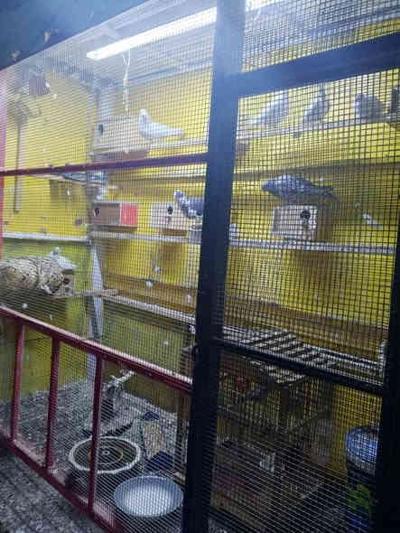 سلام عليكم قفص بلابل جديد مستخدم قليل جدا الطول مترين ونصف والعرض 80سنتيم تفصال حديد  درجه اولى السعر 300وبي مجال ***********
