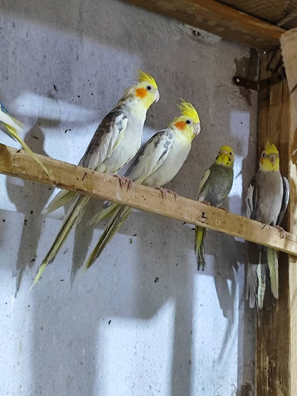 السلام عليكم كوكتيل العدد 4 افحله سعر التك 25 الف شرط التلقيح و الانتاج عراقي 
واتساب 
***********
