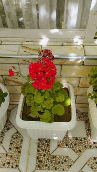 السندان