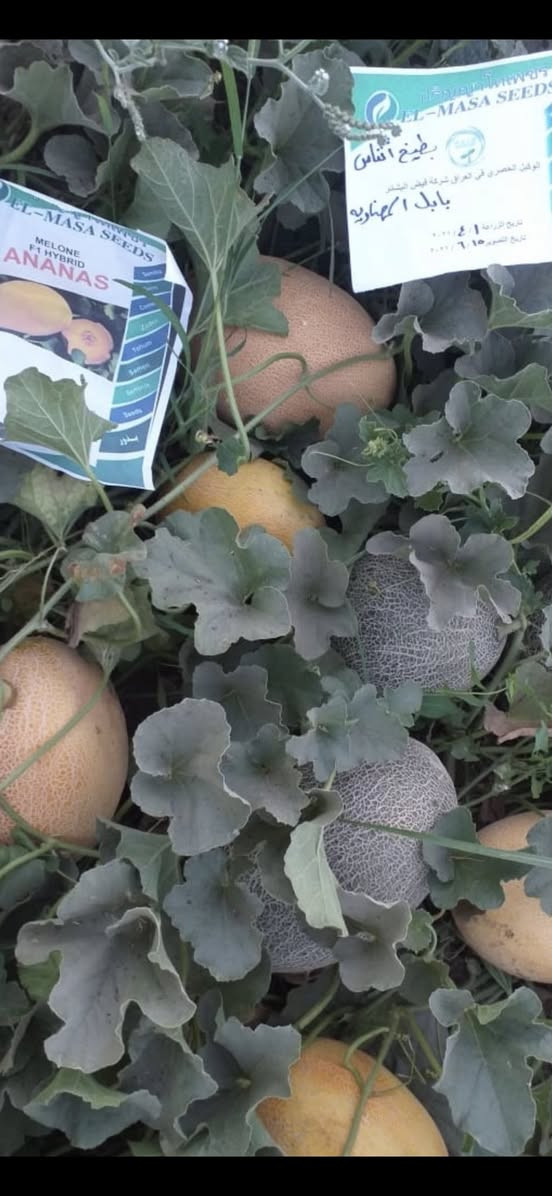 بطيخ اناناس التايلندي صنف مختار بعناية للمزارعين انتاج عالي طعم مميز مقاوم للاصابات •
🟧 المميزات 

🟧 هجين قوي عالي الإنتاجية
🟧 نسبة إنبات مضمونة تصل إلى 90%
🟧 ثمار متجانسة بالحجم والشكل
🟧 لون شبكي ذهبي جذاب تسويقياً
🟧 طعم مميز بنسبة سكر (Brix) عالية
🟧 تحمل ممتاز للحرارة والإجهاد
🟧 مناسب للزراعة المكشوفة والبيوت البلاستيكية


**إذا كنت صاحب هذا الإعلان وتريد حذفه لأي سبب، رجاءا أرسل رسالة إلى الدعم الفني**