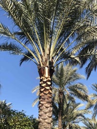 تلقيح نخل • لبساتين • مكاني الشيخ حمد