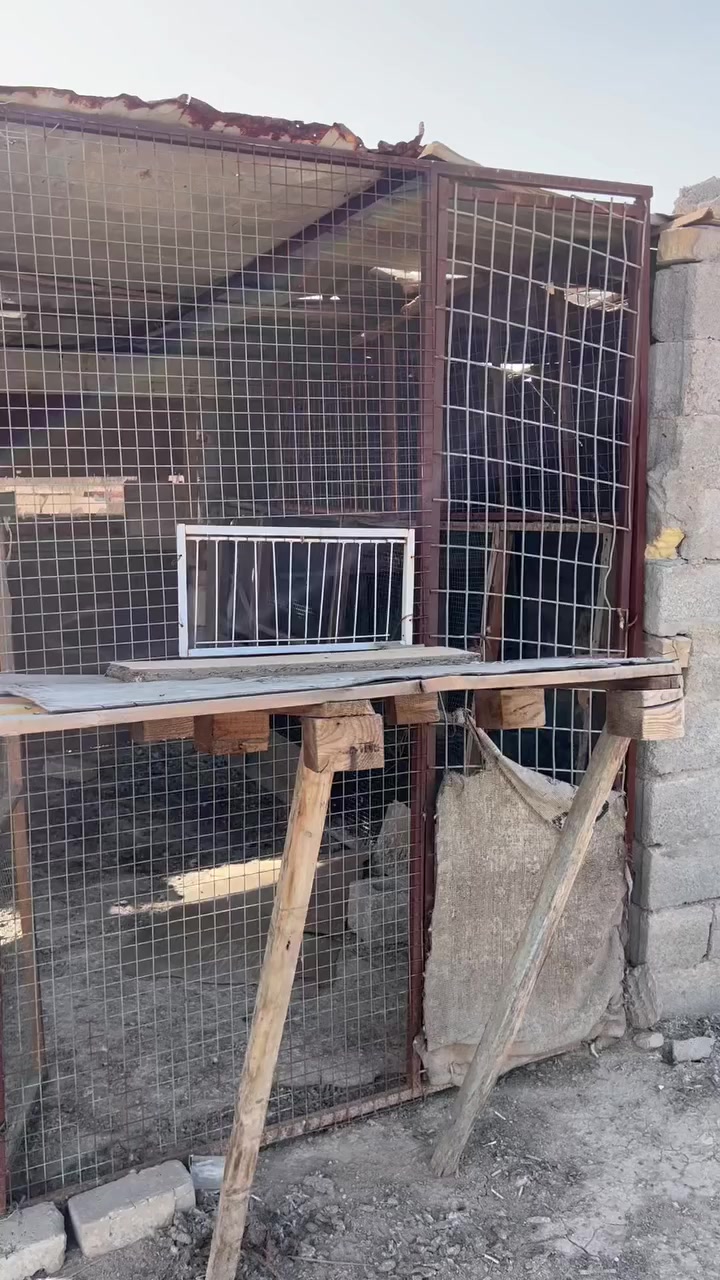 السلام عليكم متاح واجهيه زاجل وترهم دجاج وحمام لوت الارتفاع مترين وطول مترين السعر 100وبيها مجال مكاني البصره كرمه علي


**إذا كنت صاحب هذا الإعلان وتريد حذفه لأي سبب، رجاءا أرسل رسالة إلى الدعم الفني**