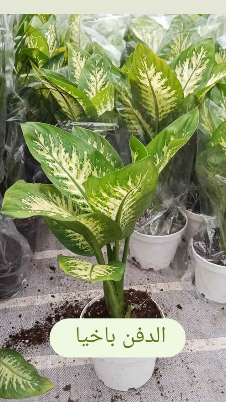 البيوت التي تسكنها النباتات تسكنها الطمأنينة 🕊️
أحيطوا أنفسكم بالجمال فالعين تعشق ما ينمو💚
للاستفسار ع رقم او يتفضل خاص ***********
 #أزهار_ونباتات_معرض_زهره_الگاردينيا
