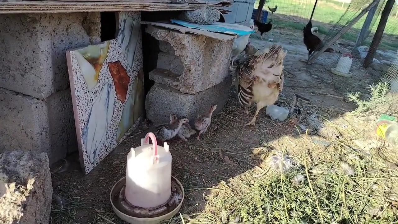 السلام عليكم متاح دجاجة 🐔 كويتية ويها 5خمس افراخ قبج ماخذات جميع القاحات عمرهن 20يوم صحة ونشاط خير من الله الي يريدها يتفضل يتصل ***********
السلام عليكم متاح دجاجة 🐔 كويتية ويها 5خمس افراخ قبج ماخذات جميع القاحات عمرهن 20يوم صحة ونشاط خير من الله الي يريدها يتفضل يتصل *********** 
السعر 45
 مكاني صلاح الدين الاسحاقي
