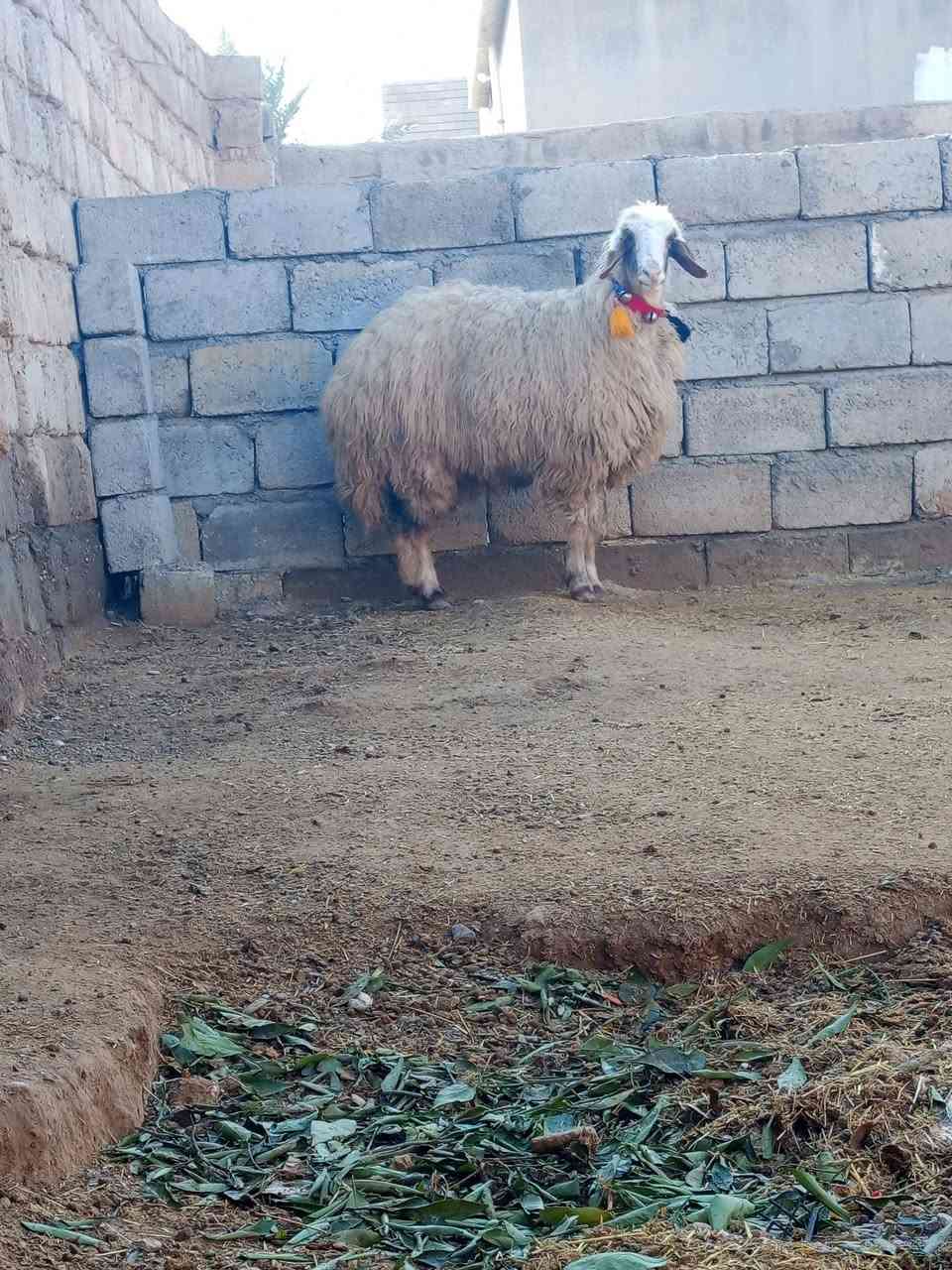 ثنيه خشنه وسمينه وحالها فول وحانيه 
مكاني شرقاط قريه شكراً 
***********
