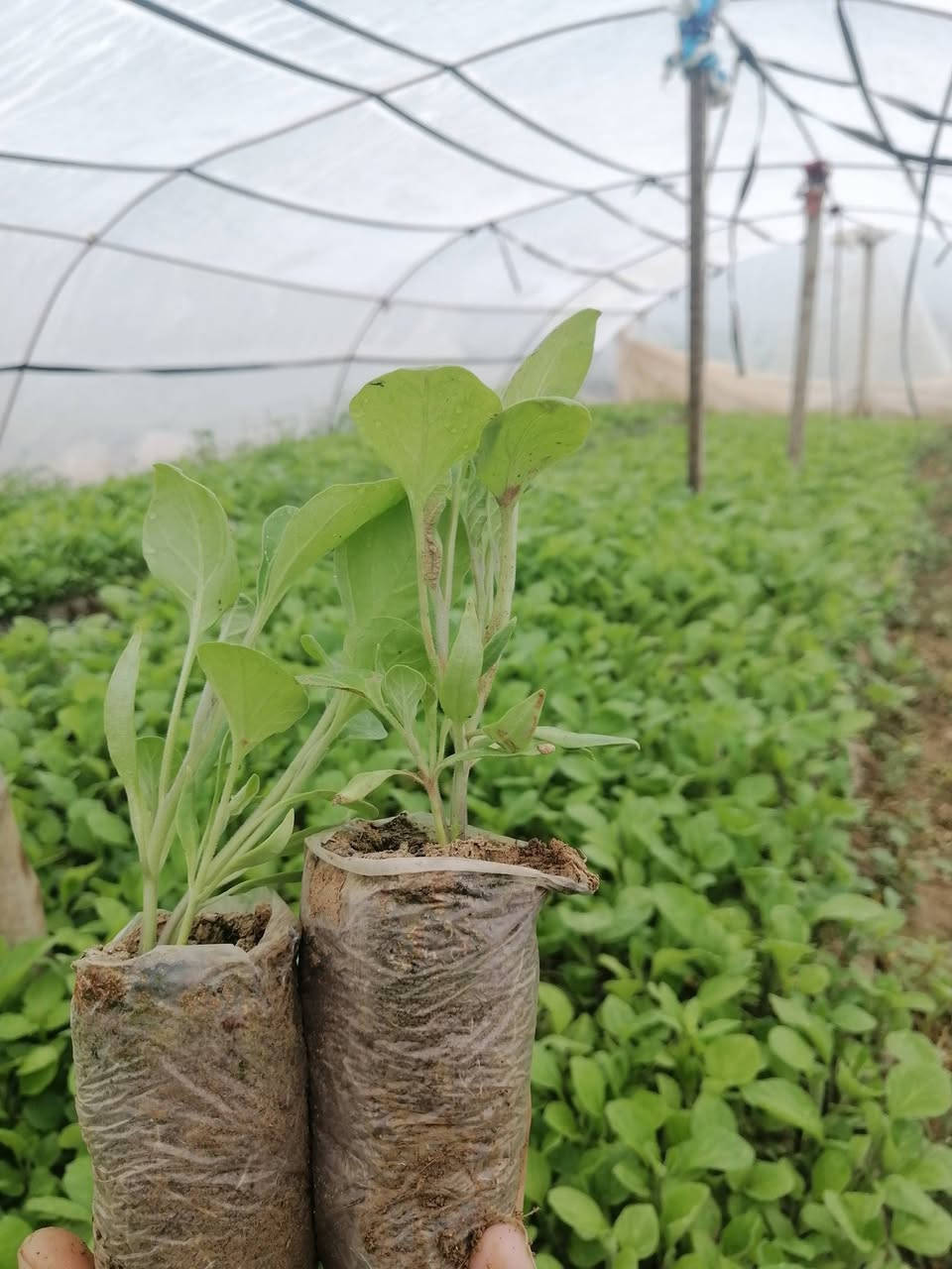 "يقدم "مشتل تجهيز الفلاح" باقة متميزة من المنتجات معالجة فطري وقائي علاجي التي تلبي احتياجات الزراعة والفلاحين على تحقيق أقصى استفادة من أراضيهم. إليكم أهم  منتجاتنا وخدماتنا مرتبة حسب الأهمية:
1: فلفل حار هندي فرولة روبة (لوح)+ قرص🌶️
2: فلفل اصباع بورصة تركي روبة ( لوح)+ قرص
4: فلفل اصابع الباشا روبة (لوح)  
5: فلفل اصفر اصباع جرن الغزال روبة(لوح) 
6: فلفل مدعبل شعاع روبة (لوح) 
7: فلفل مدعبل موديستو روبة (لوح) + قرص 
8:  باذنجان سامراء الرافدين روبة (لوح) + قرص🍆
9: باذنجان اخضر + باذنجان ابيض قرص
10 : طماطم 🍅 ذهبية82 قرص + روبة ( لوح) 
11: طماطم 🍅 نورة قرص كيس 
12: باميا بترة قرص (كيس) 
14: باميا بغداد محلي الصنف
15: خيار الامير + ركي🍉 +بطيخ 🍈 قرص
بأدارة : نجم ابو إسلام 
العنوان:  الموصل قضاء الحمدانية 
ناحية النمرود قرية العباس والنجفية
موبايل 📱 ***********
ملاحظة جلب صناديق (سلات)  لتعبئة الشتل
