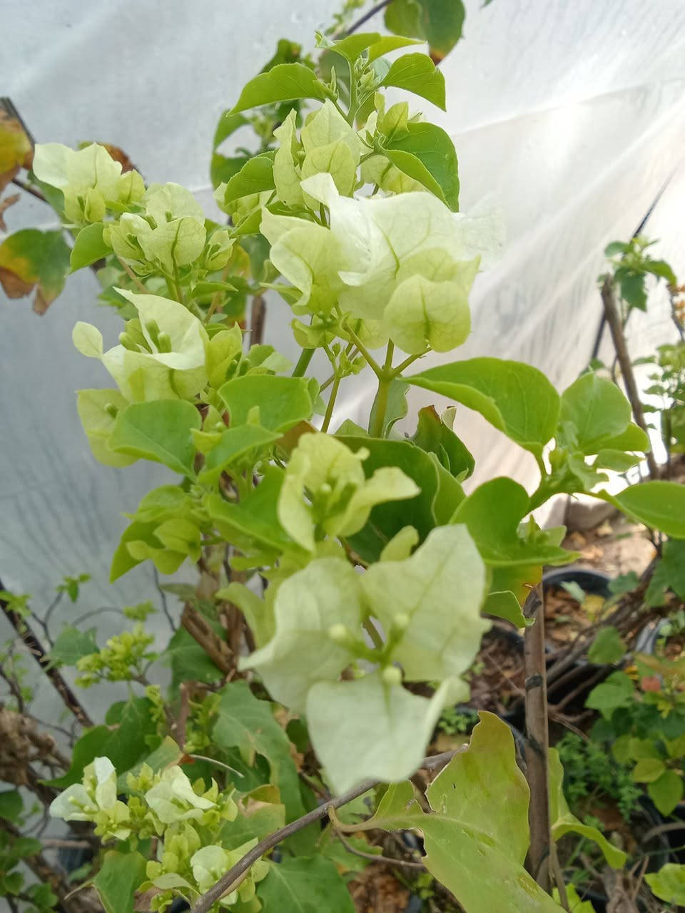 الوان الجهنمية المتوفرة حاليا
السعر ب٤
التوصيل داخل بغداد فقط 
للطلب راسلونا عالرقم التالي ***********واتساب فقط
