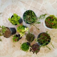 سندانه • ١٠ قطع • كركوك