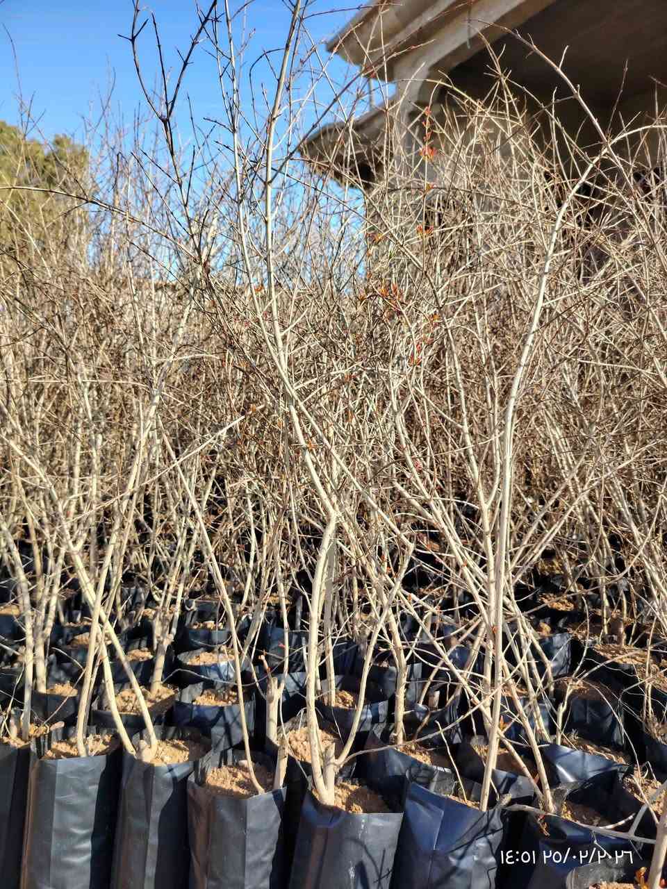 🏡السلام عليكــــــــــــــم

🏡متوفر لدينا اشجار رمان حلبجة ارتفاع متر 

🏡السعـــــــــــــــر 4الاف دينار 

🏡العنوان ناحية النمرود قرية شنــــــــــف 

رقم الهاتف  ***********
