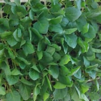 متوفر • ديكور • حديقة