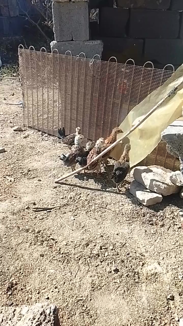 سلام عليكم لبيع صواصي كويتي وفيومي عدد 6 ديوكه 2 و4 فراريج مكان الانبار قضاء عنه الي يرده يطب خاص


**إذا كنت صاحب هذا الإعلان وتريد حذفه لأي سبب، رجاءا أرسل رسالة إلى الدعم الفني**