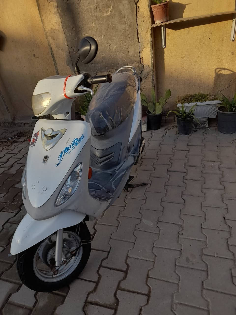 السلام عليكم ماكس منغولي للبيع مكفوله من كلشي المكان طويريج الا ستفسار اتصل  ***********
