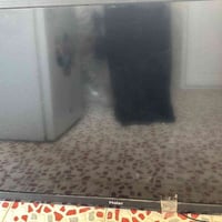 بلازما ٤٢ • شغاله نت