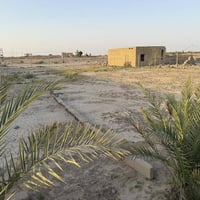 نهاية شارع ابو كميل • ١٣٠٠م • نخيل