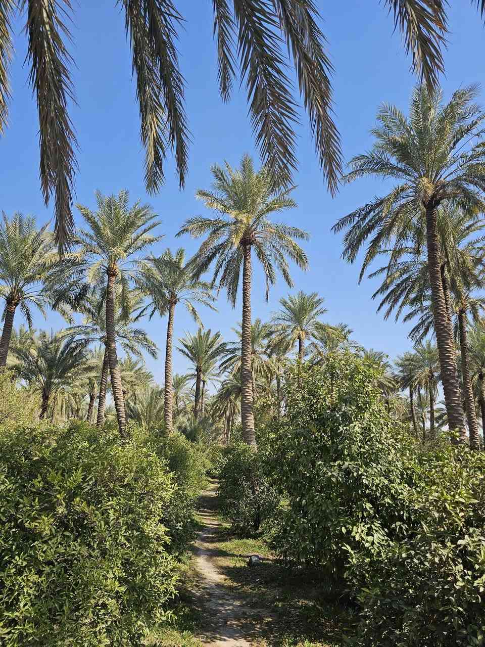 سلام عليكم يوجد بستان برتغال ونخيل طابو صرف اثنين ونص دونم يوجد بي بأر ماي سقي ماطو محافظة اديالى دلي عباس ناحية المنصورية الجبل ؟؟؟ ويوجد بيت مشتمل ويا ؟اني مكلف بل نشر الاستفسار والسعر انتصال علا الرقم ***********
