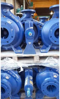 خنازير ايرانية • كل الأحجام • سامراء